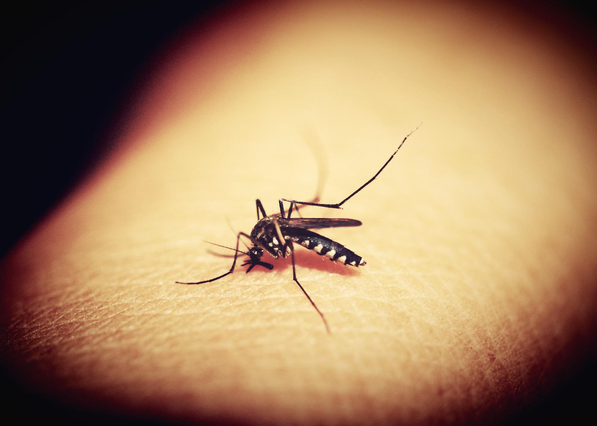 prix anti moustique