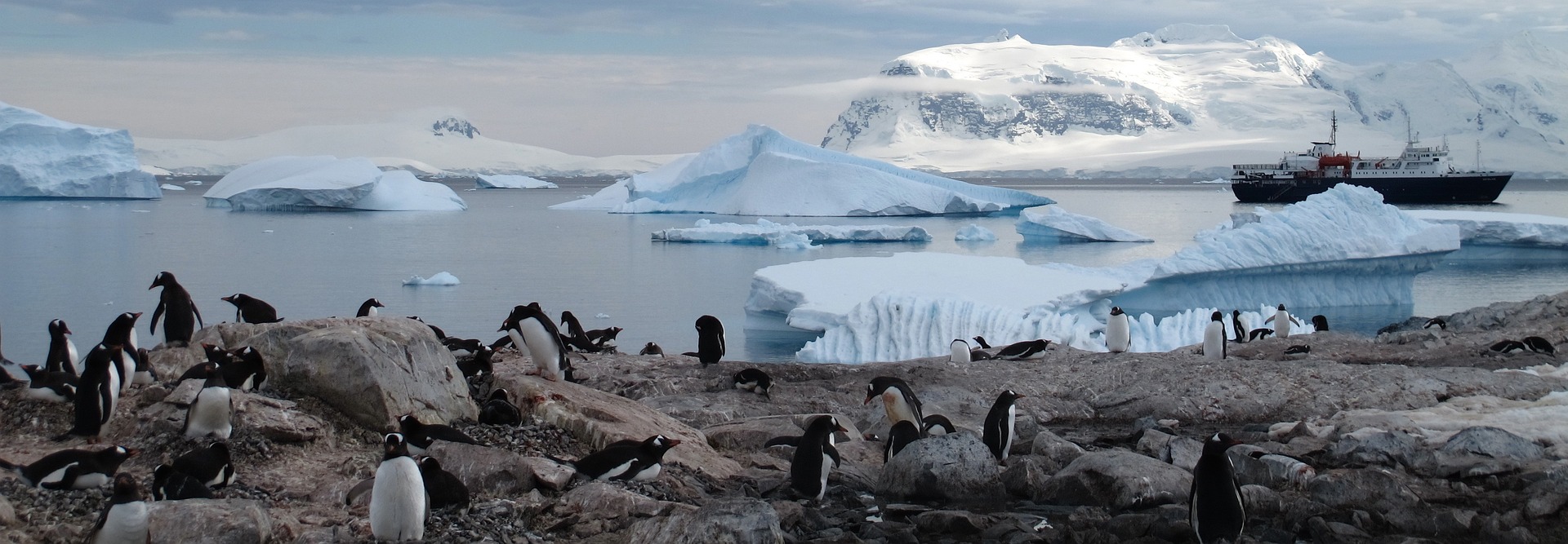 faune antarctique